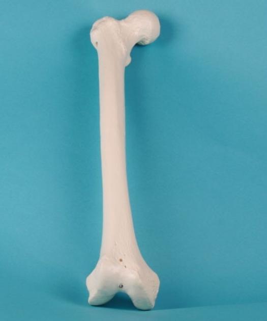 Scholing, Anatomie, Femur