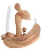 Scholing, Anatomie, Fantoom, Vrouwelijk Geslachtsorgaan