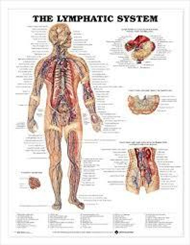Scholing, Anatomie, Poster, Lymfesysteem