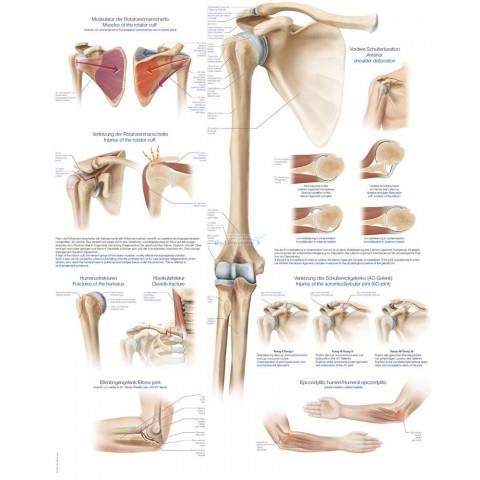 Scholing, Anatomie, Poster Schouder en Elleboog