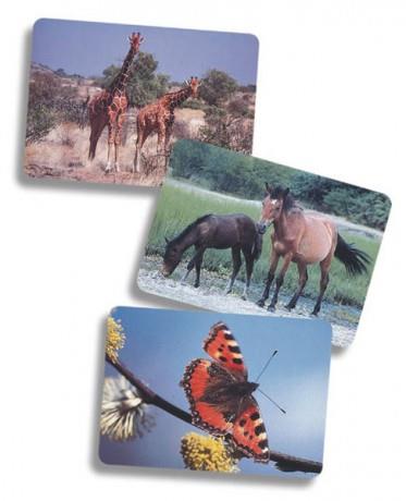 Logopedie, Color Cards, Fototheek, Dieren en Vogels