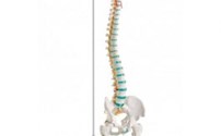 Scholing, Anatomie,  Flexibele Wervelkolom met Kop van het Dijbeen