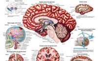 Scholing, Anatomie, Poster Menselijk Brein
