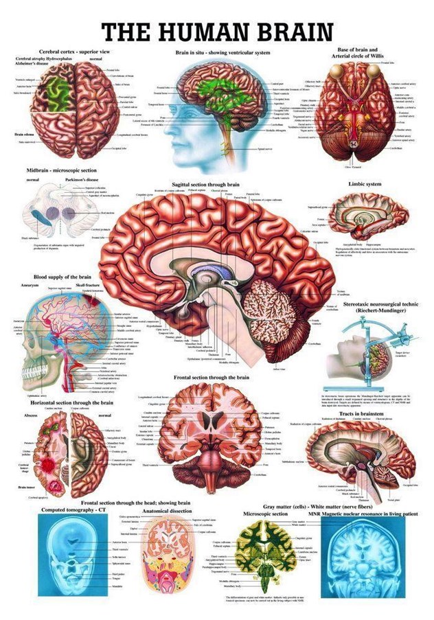 Scholing, Anatomie, Poster Menselijk Brein