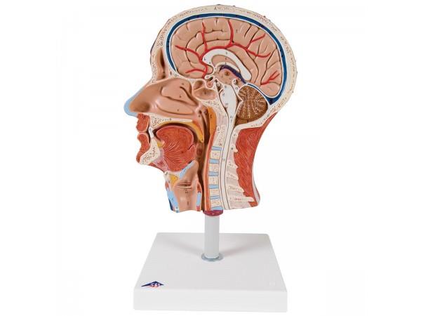 Scholing, anatomie, half hoofd met spieren