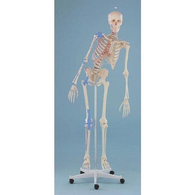Scholing, Anatomie, Skelet Max, Beweegelijk, Spierweergave, Ligamenten