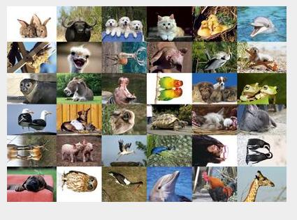 Speelgoed, beloningsstickers Aaibare dieren serie 273, 36 verschillende motieven