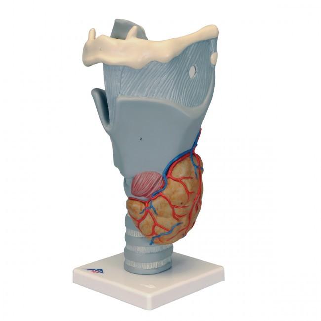 Scholing, Anatomie, Larynx Model 2.5