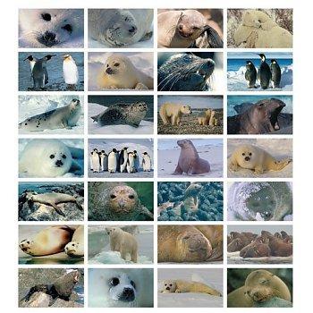 Beloningsstickers, Stickervel Pooldieren